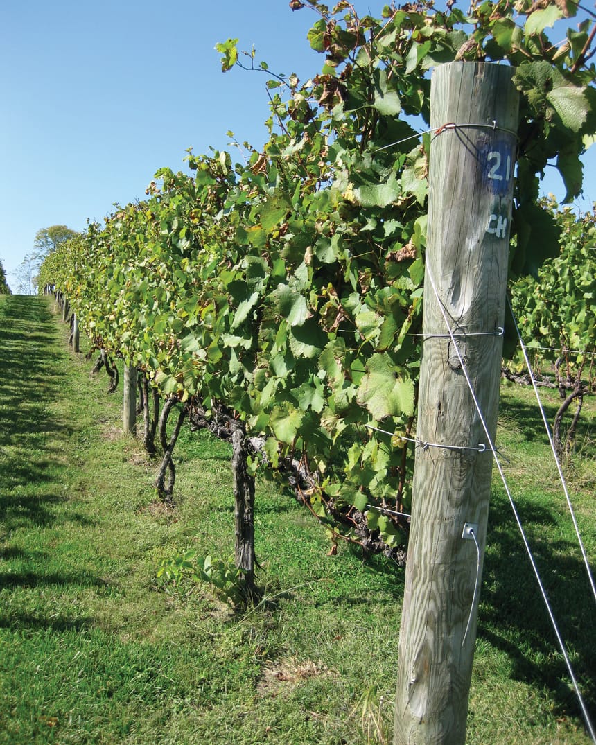 A row of grapevines at a Berks County Wine Trail vineyard